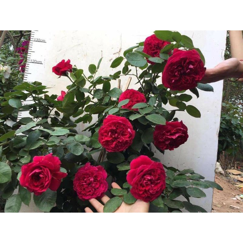 Hoa hồng ngoại Rouge Royal – Bông hồng mang nét đẹp của sự bền bỉ-Vườn Hoa Melinhrose