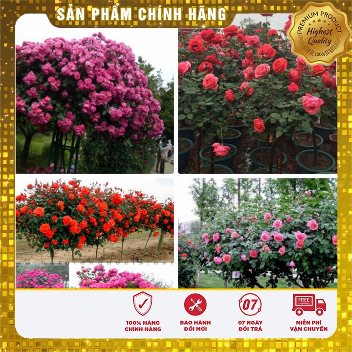 BỘ 02 gói Hạt giống hoa hồng thân gỗ Tree Rose nhiều màu 40Hạt