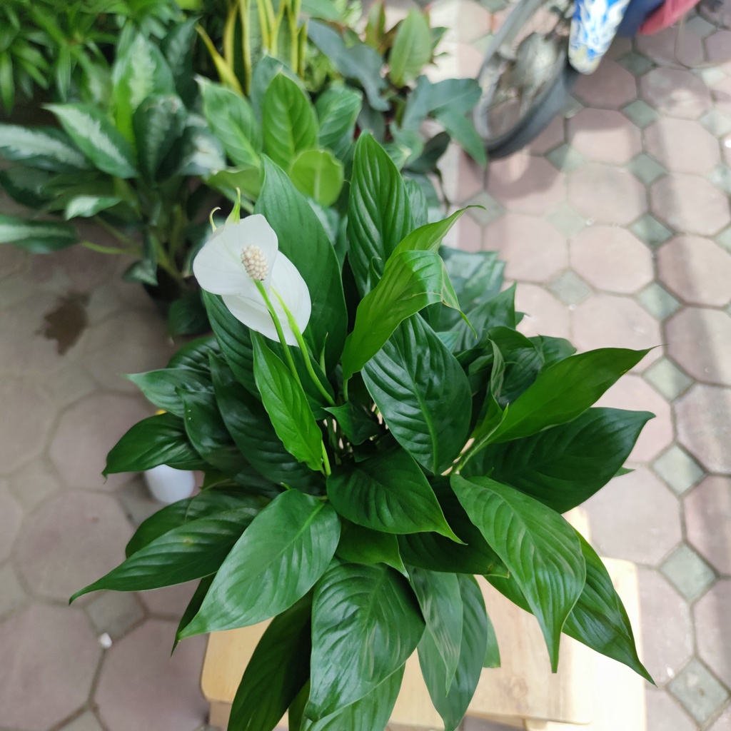 Cây lan ý trang trí nhà cửa ,cây bụi to và nhiều nụ cao 30-35cm trang trí nội thất lọc không khí