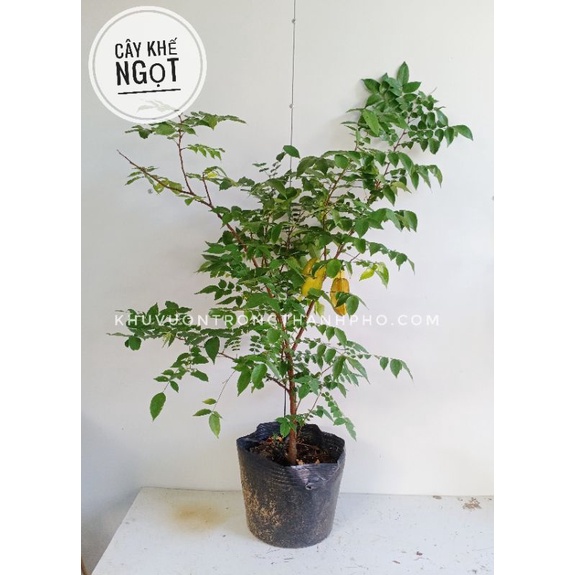 Cây Khế Ngọt cao 0.7-0.8m