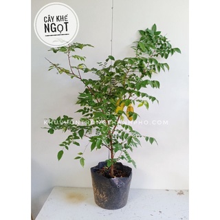 Cây Khế Ngọt cao 0.7-0.8m