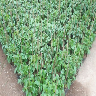 Cây giống hoa thược dược đỏ, tím, vàng