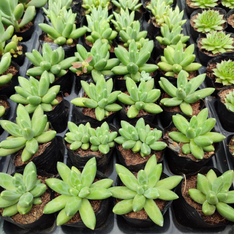 Sen Đá Kim Cương Xanh Size 5-7cm, Vườn Sen Đá PANDAA GARDEN Xuất Xứ Đà Lạt, Cây Khoẻ Cực Dễ Chăm Trồng, Lỗi 1 Đổi 1