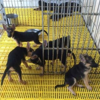 SÀN NHỰA LÓT CHUỒNG CHO THÚ CƯNG