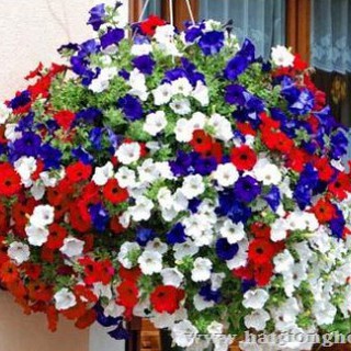 Hạt giống hoa dạ yến thảo mix (~400 hạt)