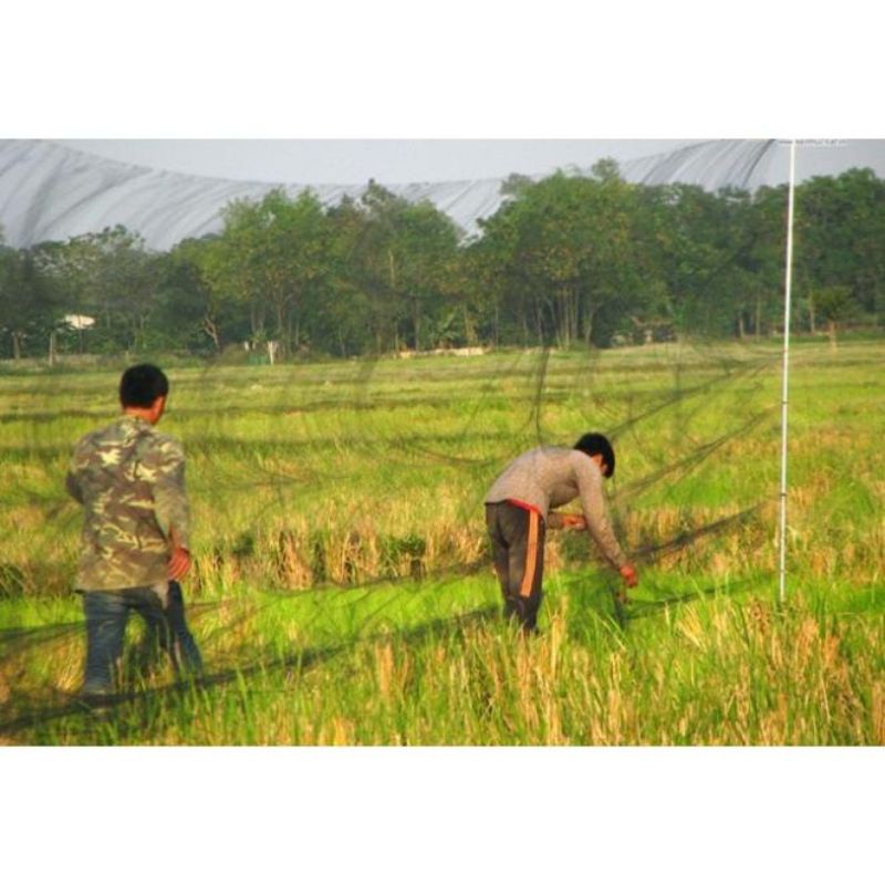 Lưới bẫy chim cu gáy cao 5m dài 10m - 50m mắt 6cm hàng thái lan cao cấp. đồ câu FISHING_HD