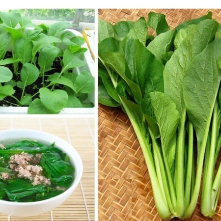 Hạt giống rau Cải ngọt cọng xanh cao sản - Gói 20gram