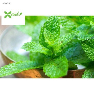Hạt giống húng bạc hà húng lủi 50 hạt