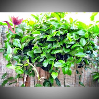 Lá Sương Sâm Trơn (100gr) 🌹FREESHIP 🌹 Lá Sương Sâm Lá Tươi