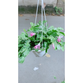 Chậu Cây Tiểu Quỳnh
