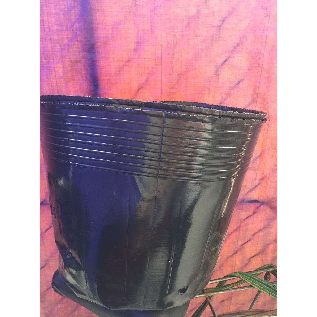 Chậu dẻo trồng cây mã 45*35- chậu dày bít lỗ trồng sen C13