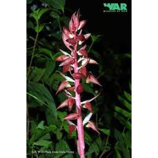 địa lan luân đỏ tứ sắc