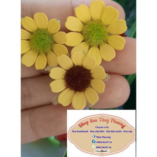 set 50 đầu bông hoa cúc tana