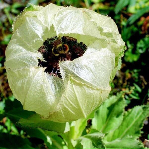 BÔNG THIÊN SƠN TUYẾT LIÊN HOA- HÀNG CHUẨN TỰ NHIÊN TÂY TẠNG, KHÔNG PHẢI TRỒNG VƯỜN KÍNH | BigBuy360 - bigbuy360.vn