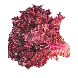 Hạt giống XÀ LÁCH XOĂN TÍM