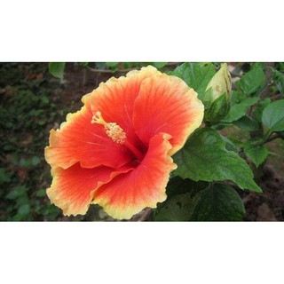 Hạt giống hoa dâm bụt f1