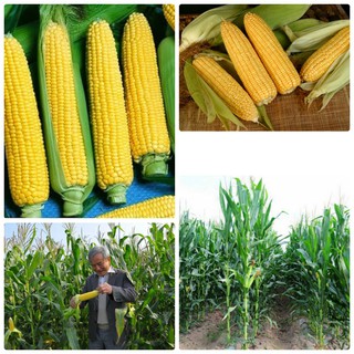 Hạt giống ngô vàng ngọt thái lan  30 hạt (TẶNG gói kích thích hỗ trợ hạt nảy mầm)