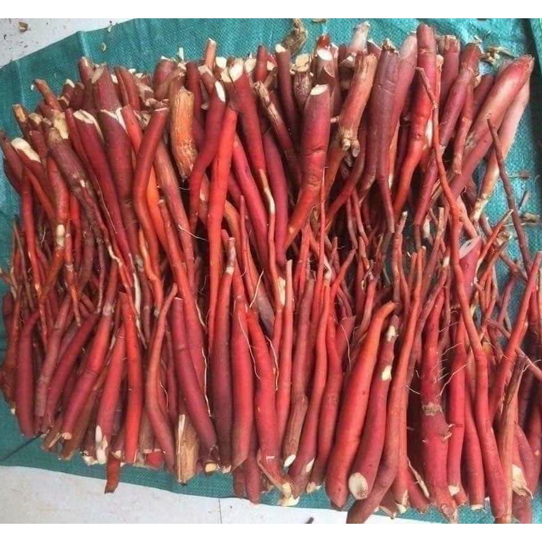 1kg Sâm Cau Đỏ Tươi hút chân không