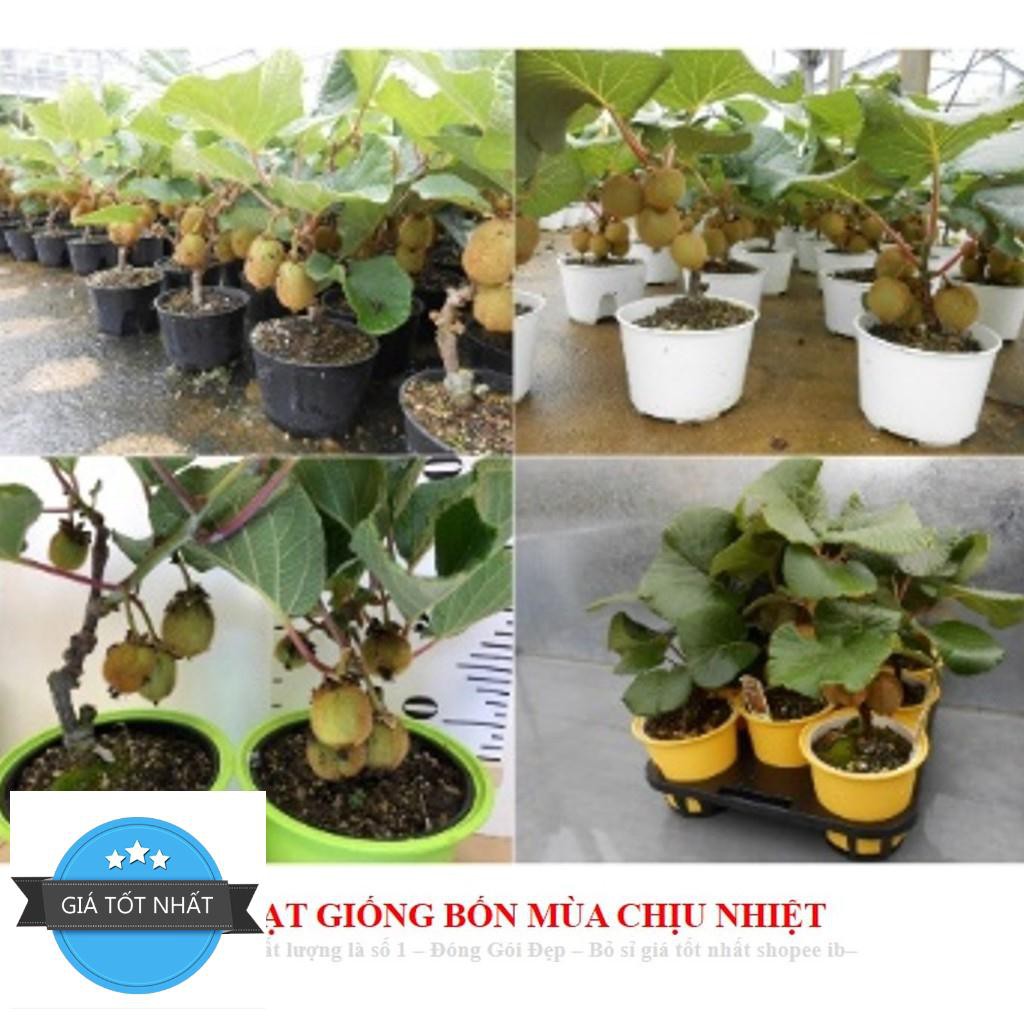 Hạt giống Kiwi lùn - Kiwi bonsai F1 ĐẾN MÙA TRỒNG TẾT