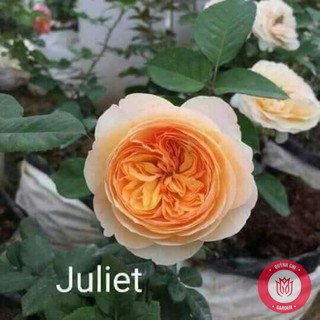 Cành Chiết Hồng Ngoại Juliet Cành Chiết Hoa Hồng