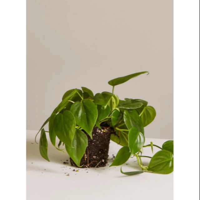 Cây Philodendron