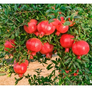 Cây giông lựu đỏ sẵn hoa và nụ