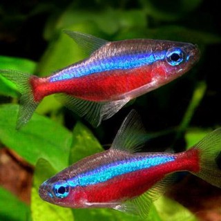 Cá neon vua (chỉ bán khu vực tp.hcm) (8k/con)