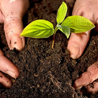 Combo 3 bịch đất dinh dưỡng trồng cây ​​​0