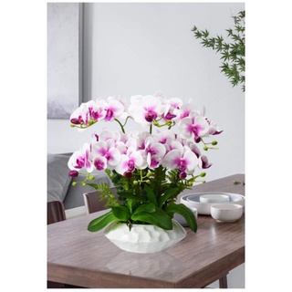 Cành lan cao su hồ điệp loại 7 bông (không kèm chậu)