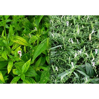 Hạt giống xuyên tâm liên kns8- gói 50 hạt