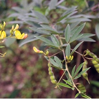 Hạt giống đậu săng (đậu chiều) -gói 20gram ( CHHG )