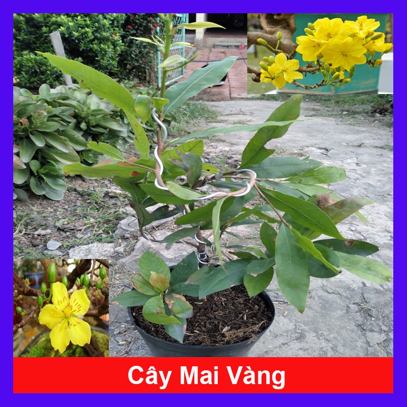 Cây Mai Vàng - cây cảnh trong nhà + tặng phân bón cho cây - caykiengsadec