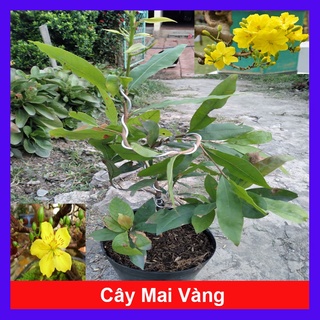 Cây Mai Vàng - cây cảnh trong nhà - caykiengsadec