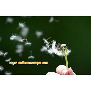 Hạt Giống Hoa Bồ Công Anh - 100 Hạt