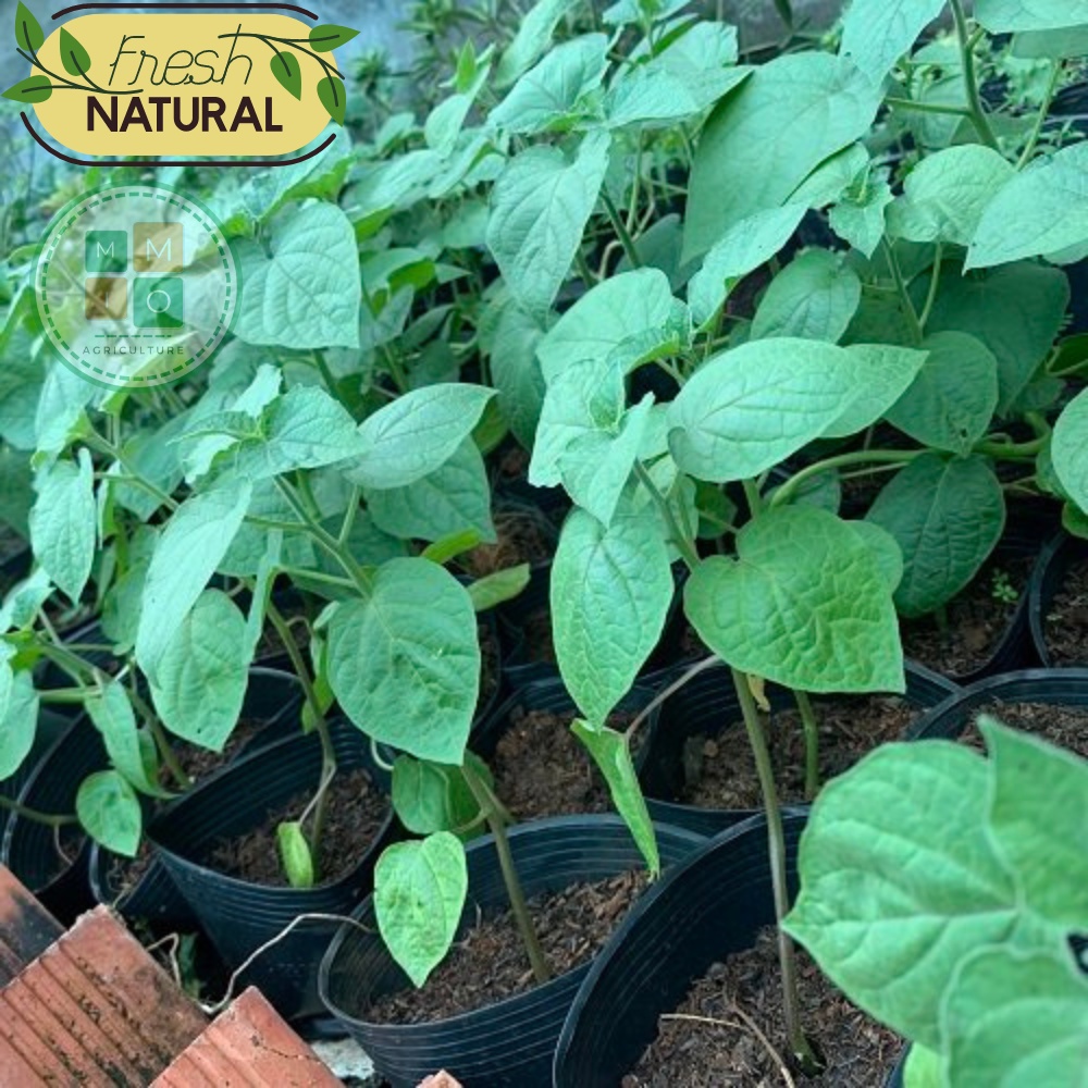 Hạt giống tầm bóp, thù lù Nam Mỹ (quả lồng đèn) giàu dinh dưỡng tốt cho sức khỏe