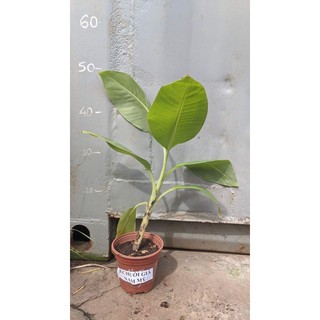 Chuối già Nam Mỹ