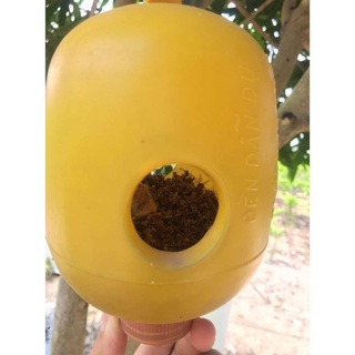 LỒNG BẪY RUỒI VÀNG ĐỤC TRÁI hàng nhựa bền