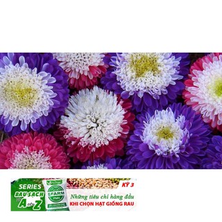 50h Hạt Giống Hoa Cúc Thúy Cúc Magic Mix Màu