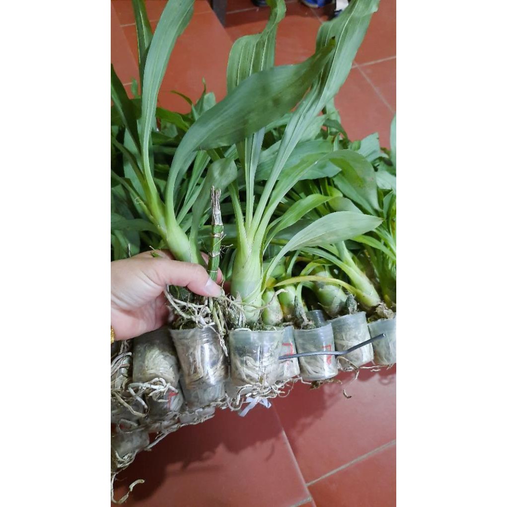 Hoa phong lan  thiên nga