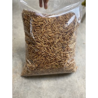 Sâu gạo - sâu trung cho hamster , sóc , cá cảnh ,..