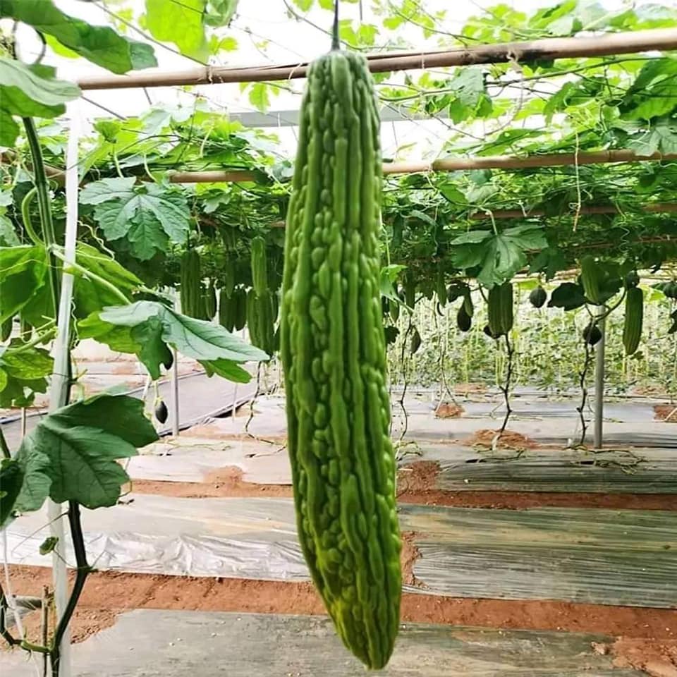 HẠT GIỐNG MƯỚP ĐẮNG - KHỔ QUA CAO SẢN KHÁNG BỆNH