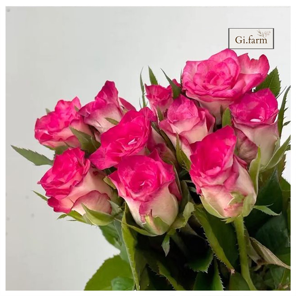 Hoa hồng màu kem dâu (bó 30 bông)| Ship hỏa tốc| Hoa tươi Gifarm