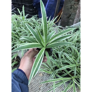 cây cỏ lan chi, cây cỏ chỉ