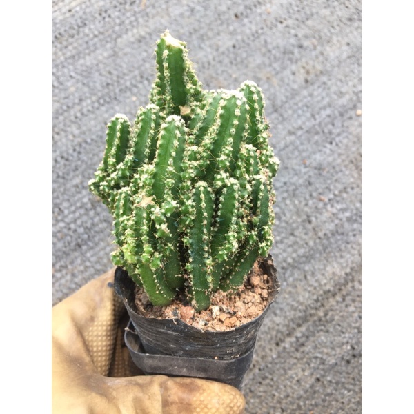 cây xương rồng thanh sơn