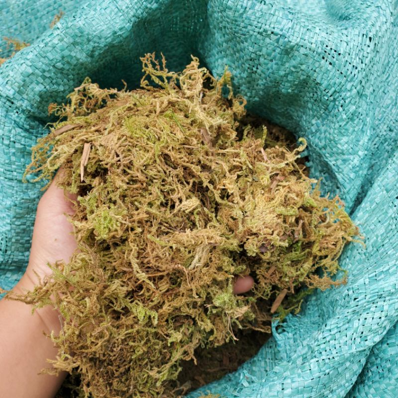 Rêu Rừng dưỡng ẩm cho cây