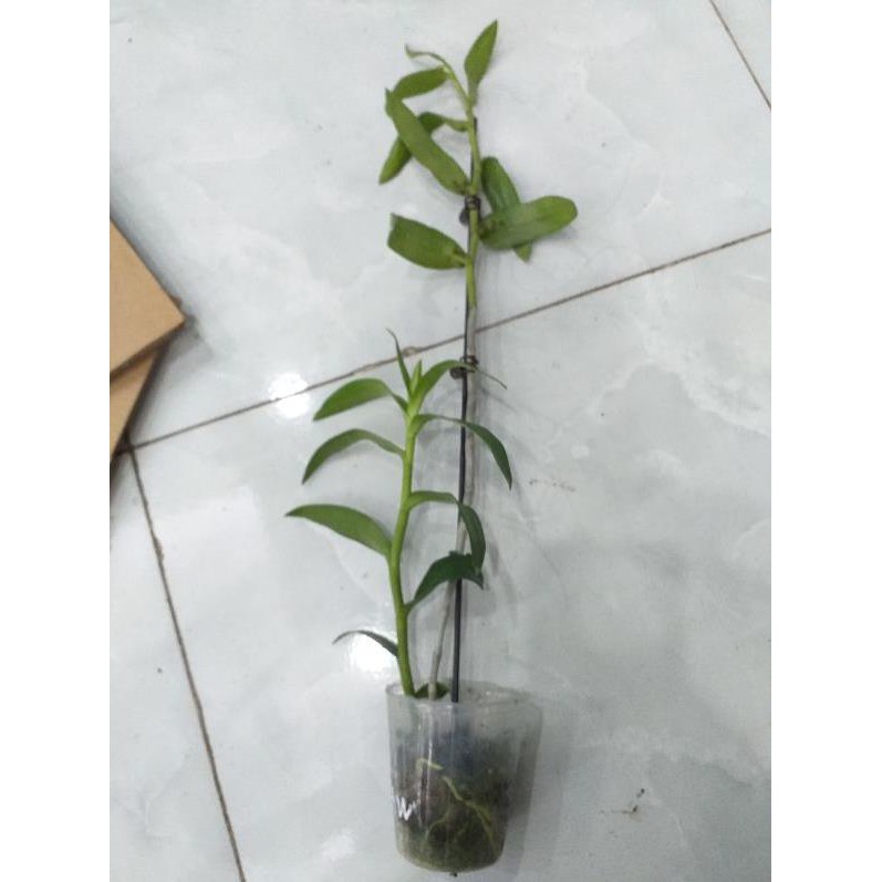 Hoa phong lan- đại bạch long