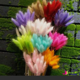 ♥ Bó 30 cành cỏ bunny stails các màu♥