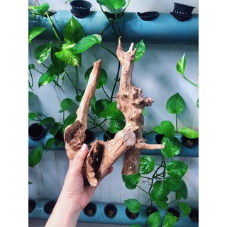 LŨA TRANG TRÍ SET UP HỒ NUÔI ỐC MƯỢN HỒN