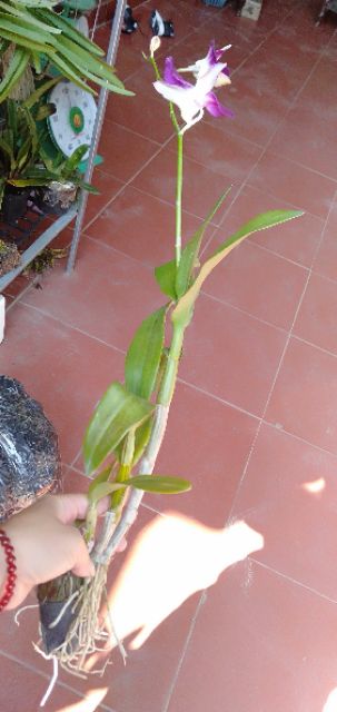 Hoa phong lan denro sonia