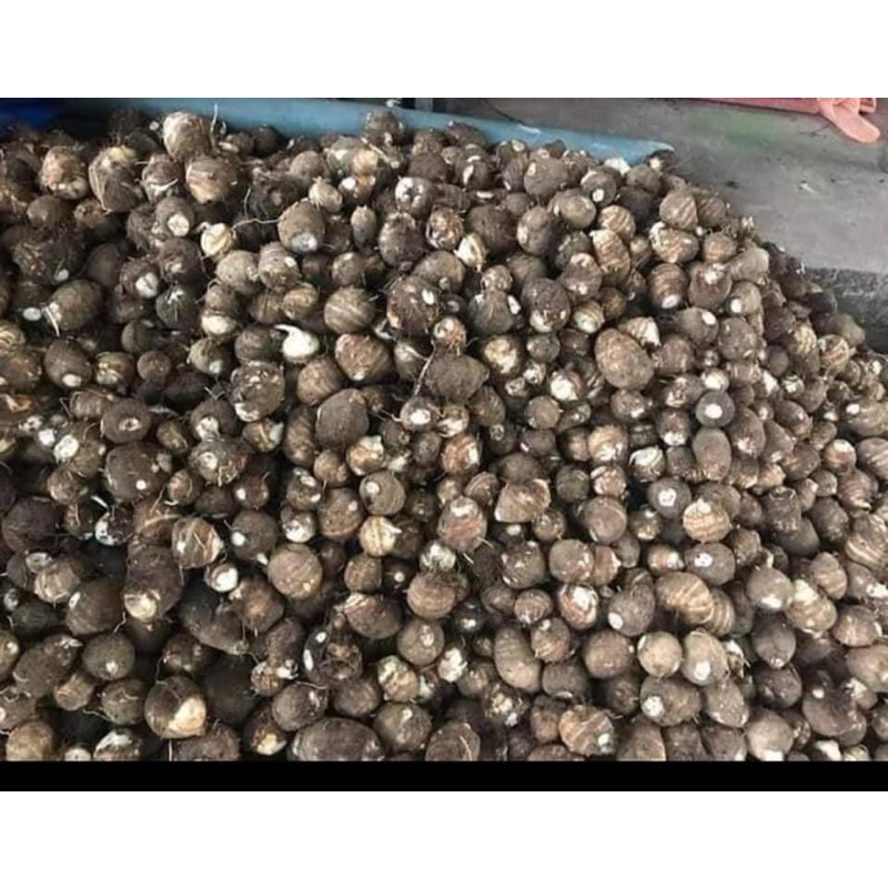 Khoai sọ, khoai môn bở, dẻo thơm ngon- hàng chất lượng